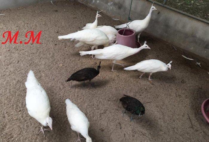 8 ayliq aq tovuz quşlarıdır.Gördüyünüz kimin cox saqlam esil tebiyet