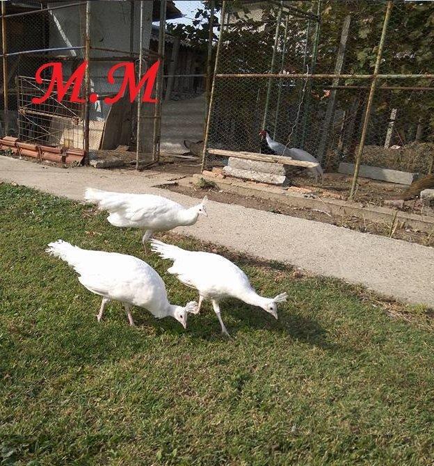 8 ayliq aq tovuz quşlarıdır.Gördüyünüz kimin cox saqlam esil tebiyet