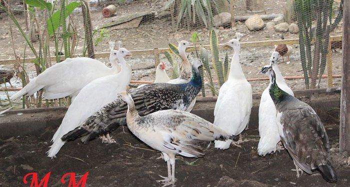 8 ayliq aq tovuz quşlarıdır.Gördüyünüz kimin cox saqlam esil tebiyet