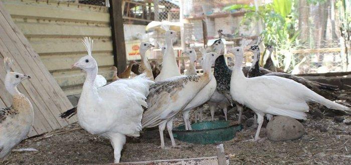 8 ayliq aq tovuz quşlarıdır.Gördüyünüz kimin cox saqlam esil tebiyet