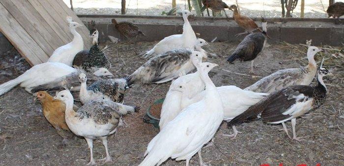 8 ayliq aq tovuz quşlarıdır.Gördüyünüz kimin cox saqlam esil tebiyet