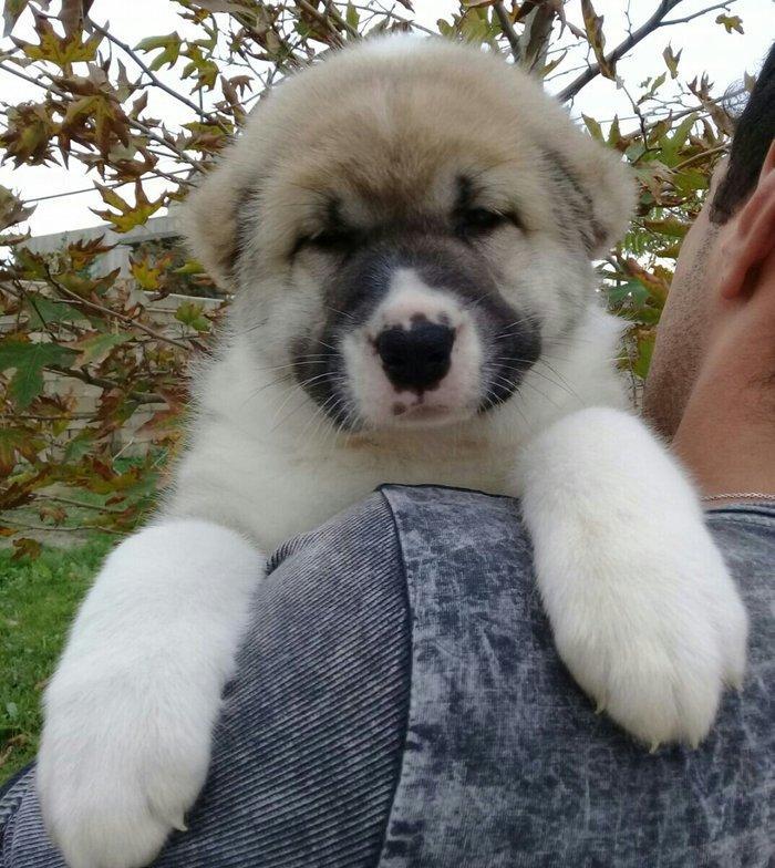 cins iter satlir hamsi satlir elave mellumat ucun şhatsapp ve ya tel 0