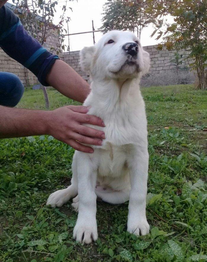 cins iter satlir hamsi satlir elave mellumat ucun şhatsapp ve ya tel 0