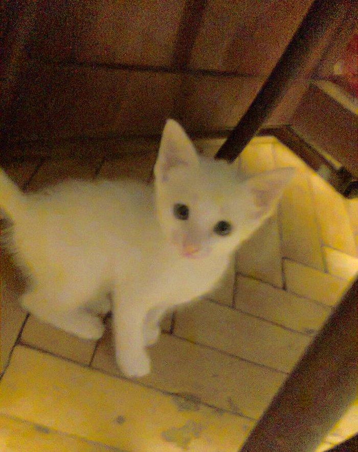 Продаются котята породы Ангора. Белые и тигровый, мальчик и