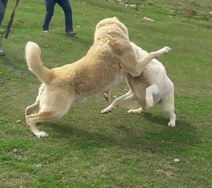 salam.ela meydan itidi adi basardi meydanlarda sozun demis itdi 5 yasi