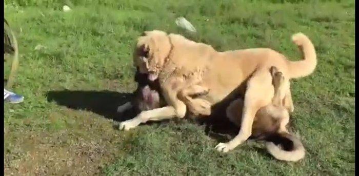 salam.ela meydan itidi adi basardi meydanlarda sozun demis itdi 5 yasi