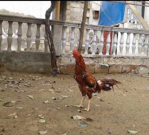 Heyrati xoruz. Doyuwken xoruzdu. Vehwidi. Indoneziya sortudu.