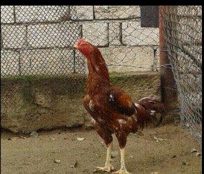 Heyrati xoruz. Doyuwken xoruzdu. Vehwidi. Indoneziya sortudu.