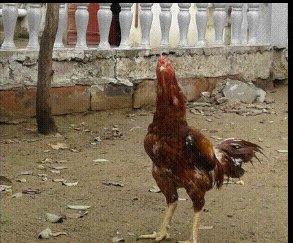 Heyrati xoruz. Doyuwken xoruzdu. Vehwidi. Indoneziya sortudu.