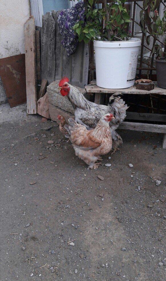 brama yumurtallari satilir temiz ve mayali yumurtalardi cox goturen en