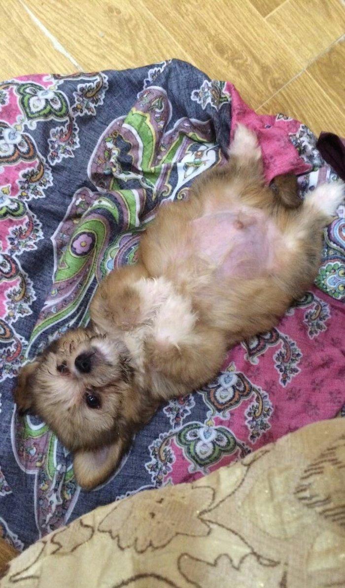 Tecili satilir 250 bawka olkeye qediriy diyen itin pasportu var