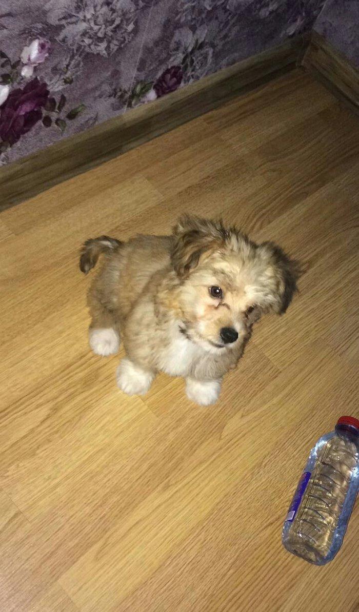 Tecili satilir 250 bawka olkeye qediriy diyen itin pasportu var