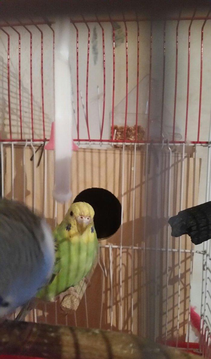 Tecili cox gozel renglere malik qizqin aktiv cavan cutluk satilir saql