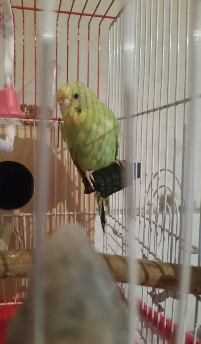 Tecili cox gozel renge malik cavan cutluk satilir yuva hazirlayirlar s