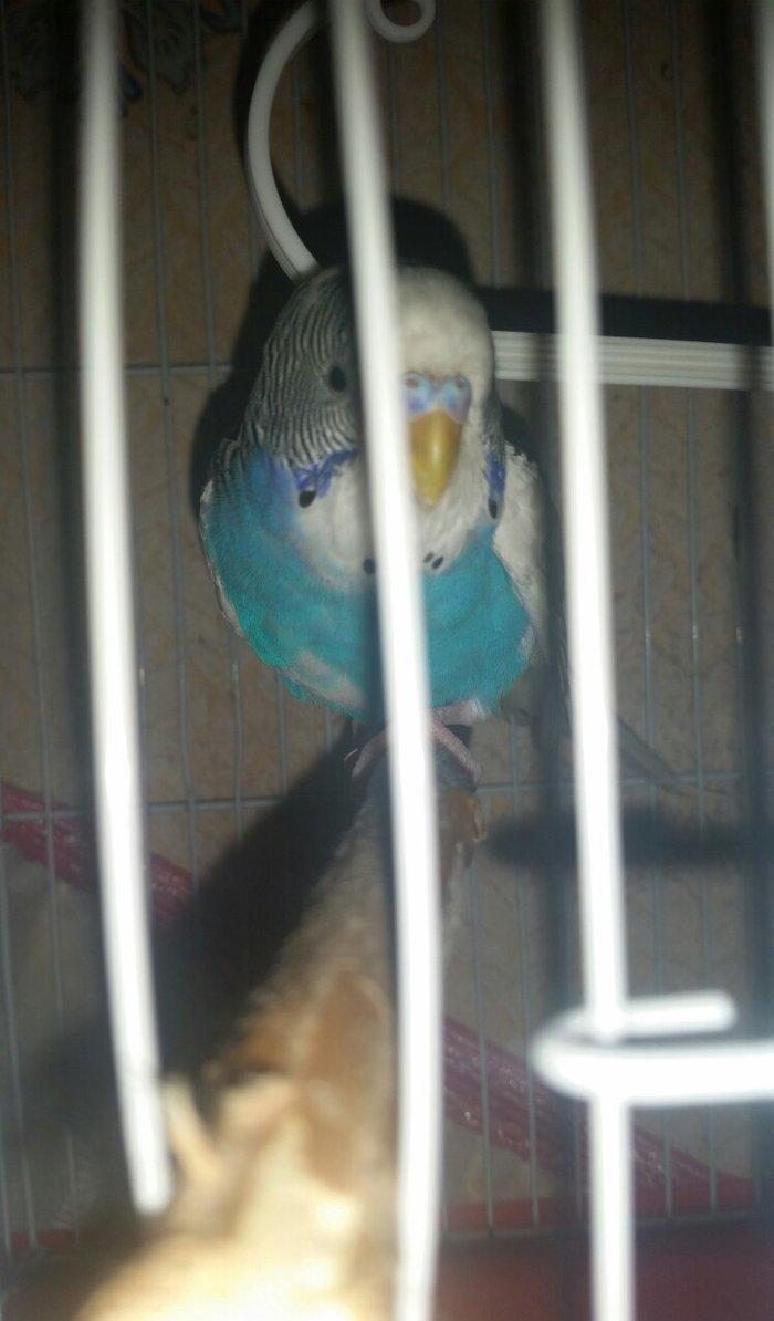 Tecili cox gozel renglere malik hazir qizqin cavan cutluk satilir yuva