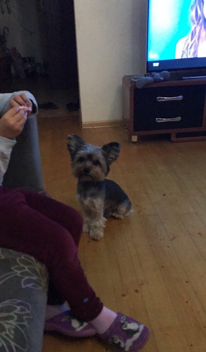 York terrier rosiyadan getirilib pasportu var butun peyvendleri vurulu