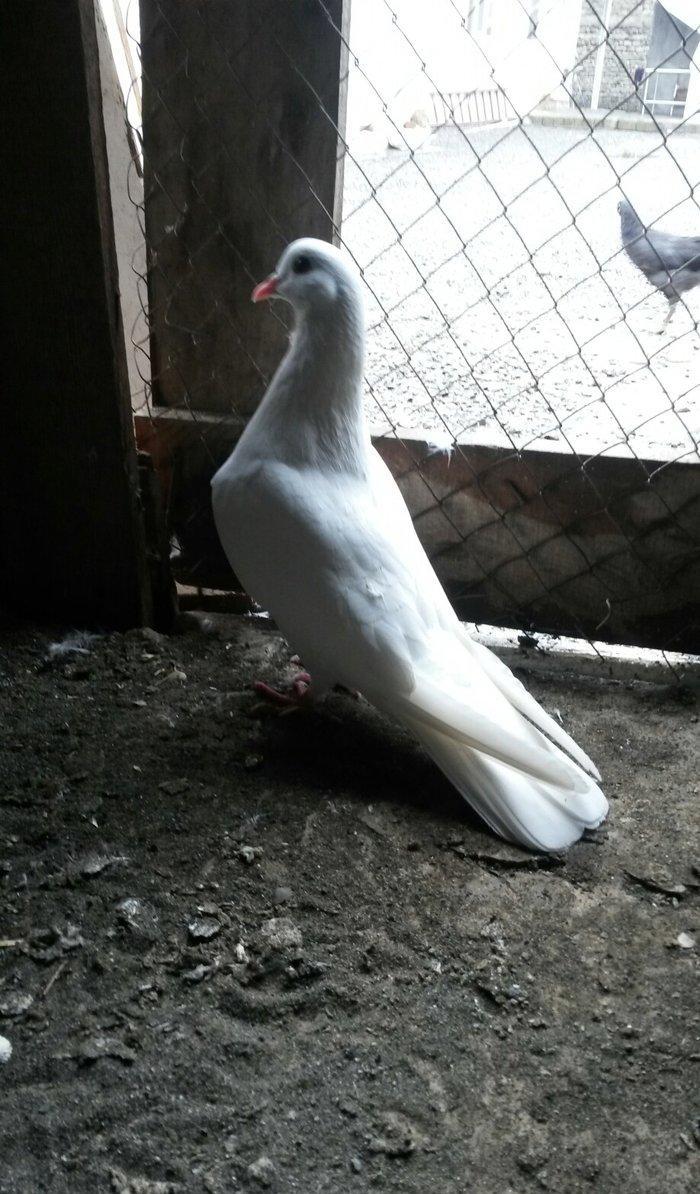 Tam sağlam uçan quslardi 6/7/8saat erkey 16tuk maya 14tuk lut ayaq boş