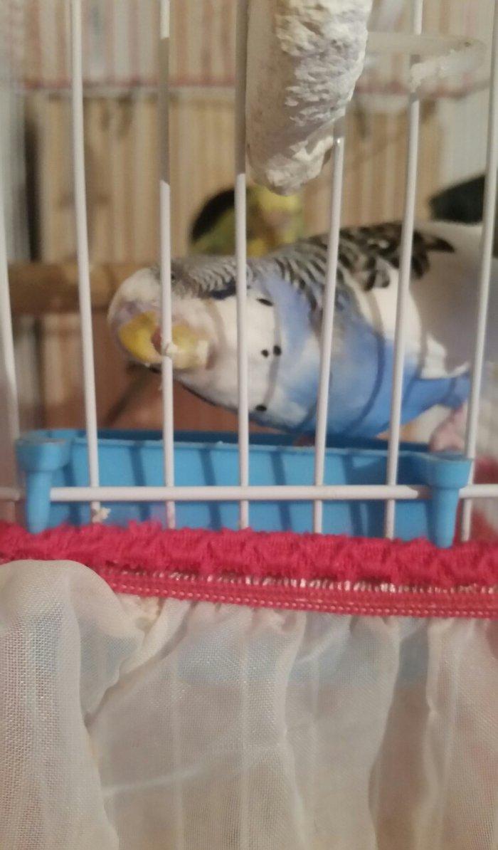 Tecili cox gozel renglere malik aktiv qizqin cavan cutluk satilir saql