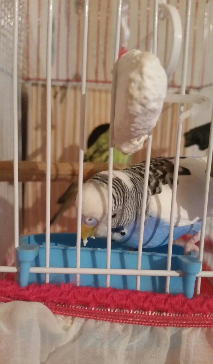 Tecili cox gozel renge malik cavan cutluk satilir yuva hazirlayirlar