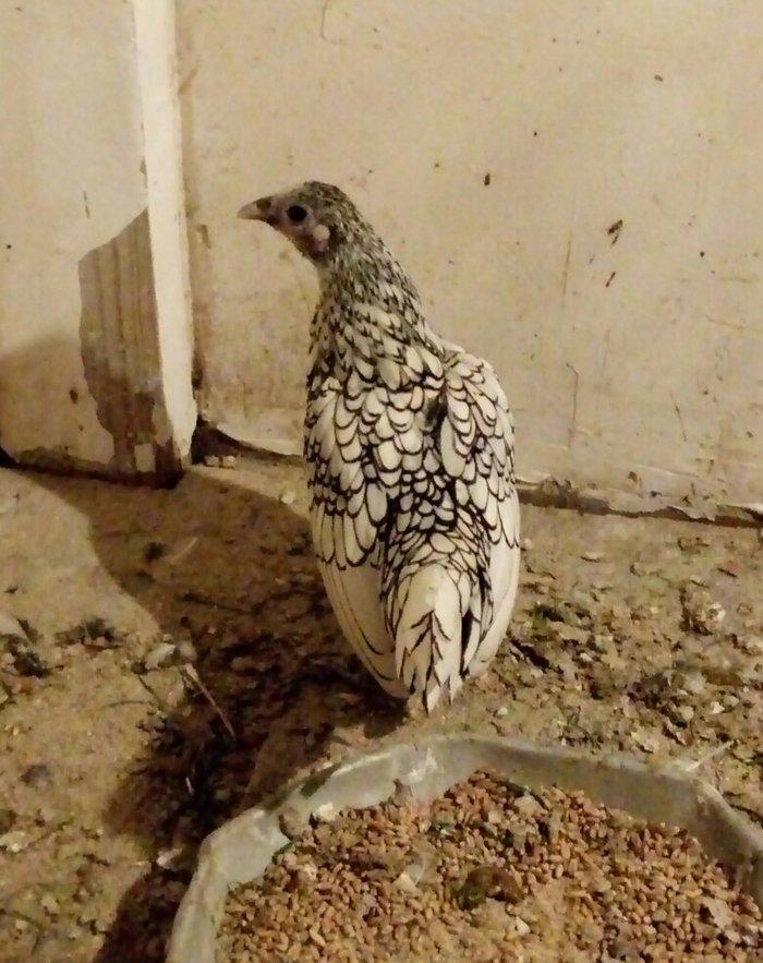 Sağlam Temiz Qan Gümüsü Zibrayit Feresi Satıram 6 Aylıqdı ünvan Bineqe