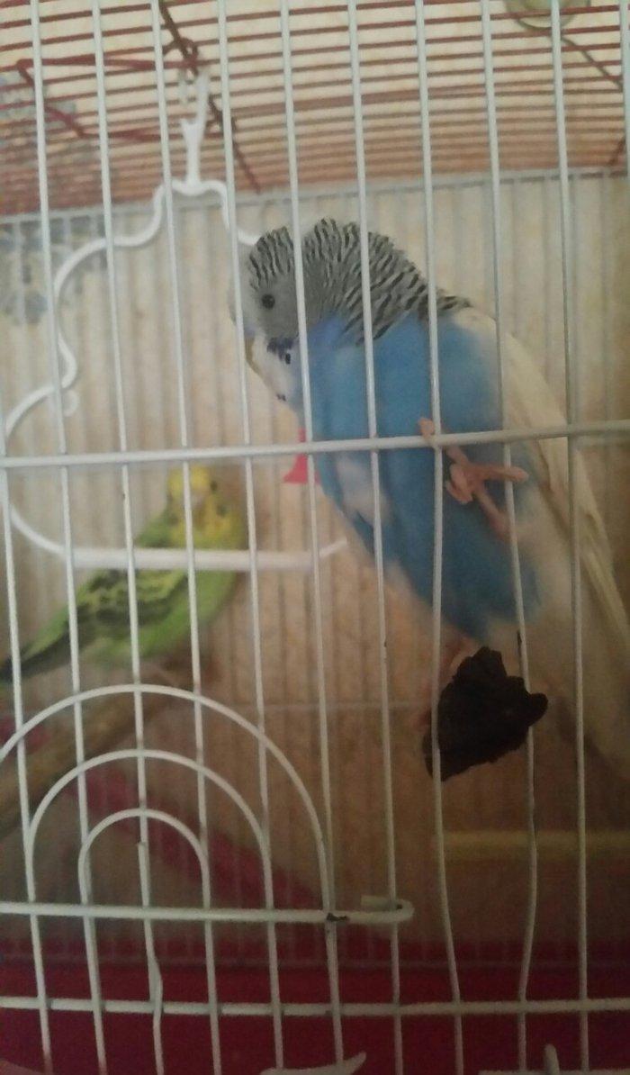 Tecili cox gozel renge malik cavan cutluk satilir yuva duzeldirler sa