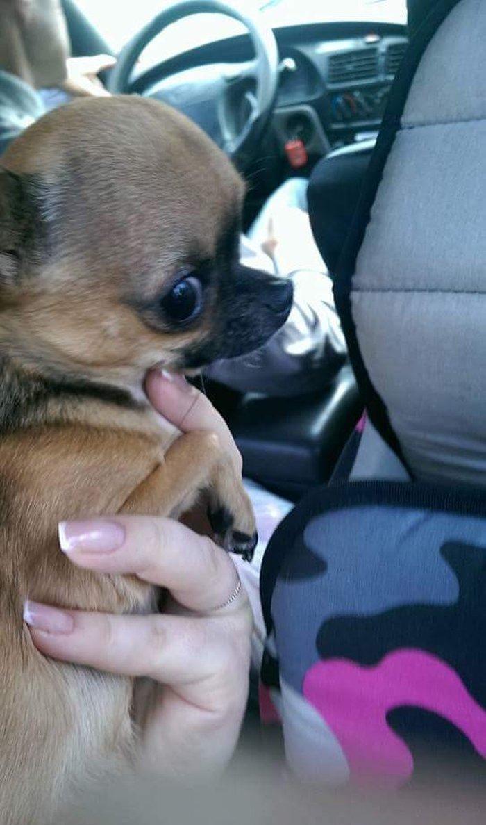 Chihuahua satılır erkək 1 yaşında. Super mini! çəkisi 1kg 200gr. Artım