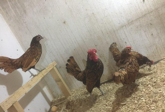 Sibrayt qızılı3 fere 1 xoruz vaksin , çiçeke qarşı , qurt v.s dermanl