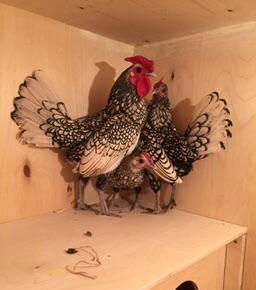 Dekorativ quşlar sibrayt gümüş ve qızıl, sumatra boz ve qara, şabo, ay