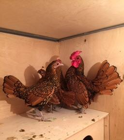 Dekorativ quşlar sibrayt gümüş ve qızıl, sumatra boz ve qara, şabo, ay