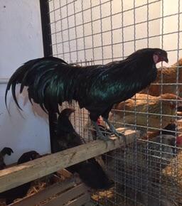 Dekorativ quşlar sibrayt gümüş ve qızıl, sumatra boz ve qara, şabo, ay