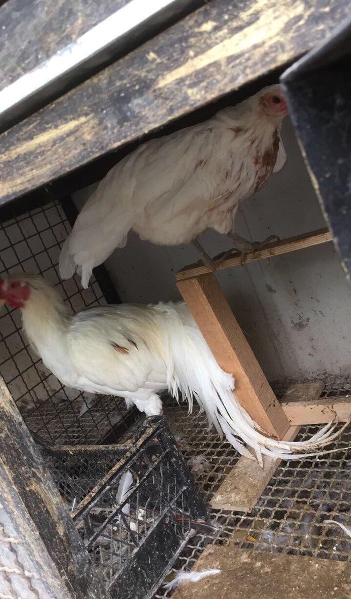 Yokohama toyuq bir cüt 120 azn bütün vaksinleri verilib yumurtlayır fe