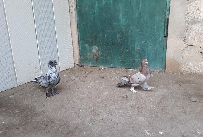 16 tuk ebrewler ata analari 18 19 tuklerdi tecili pul lazim oldugu ucu