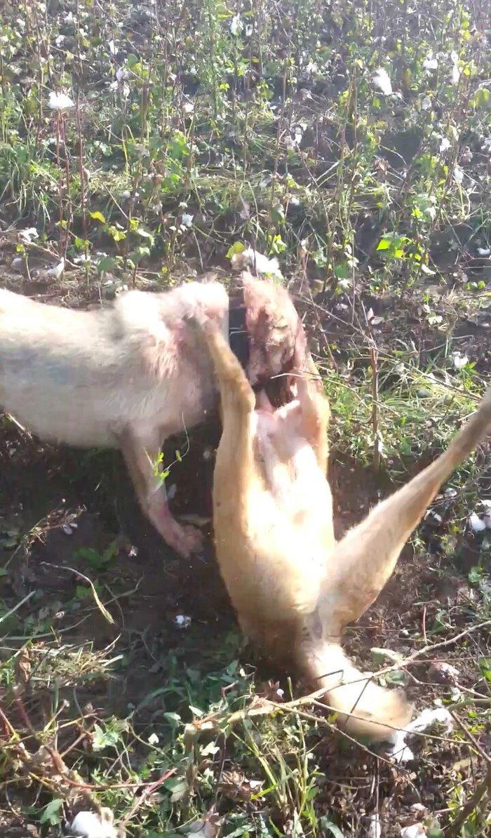 10 ayliq temiz coban iti balasi 69 sm boyu 35 kg ceksi fikri cidi olan