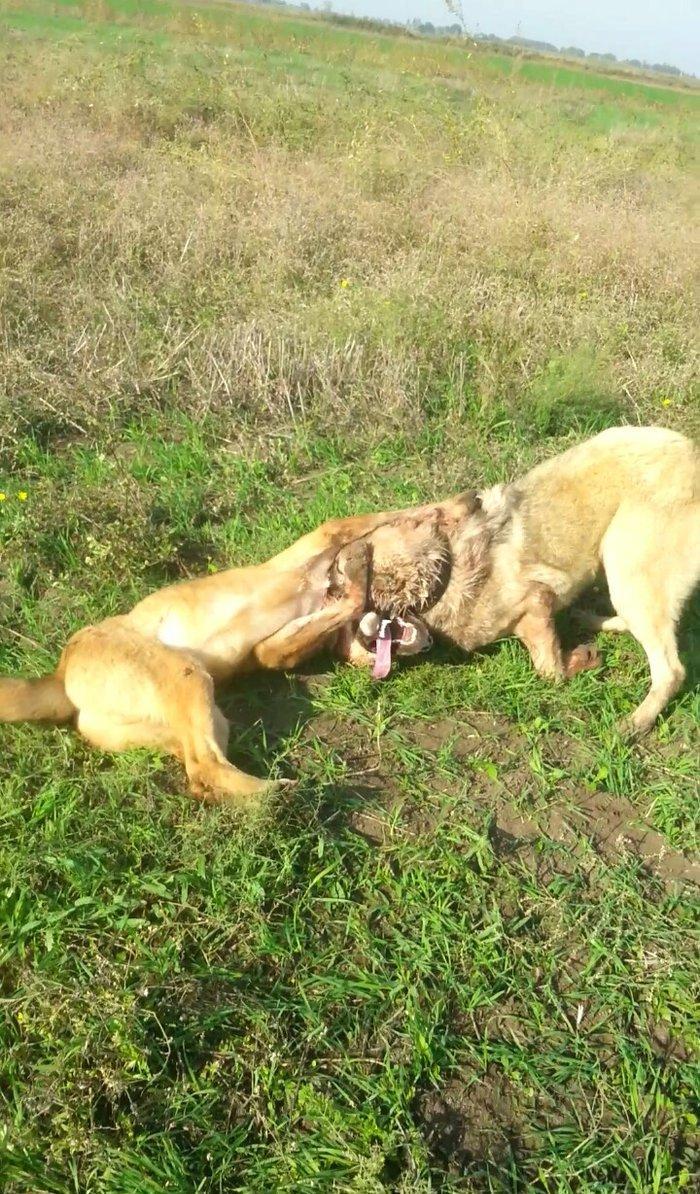 10 ayliq temiz coban iti balasi 69 sm boyu 35 kg ceksi fikri cidi olan