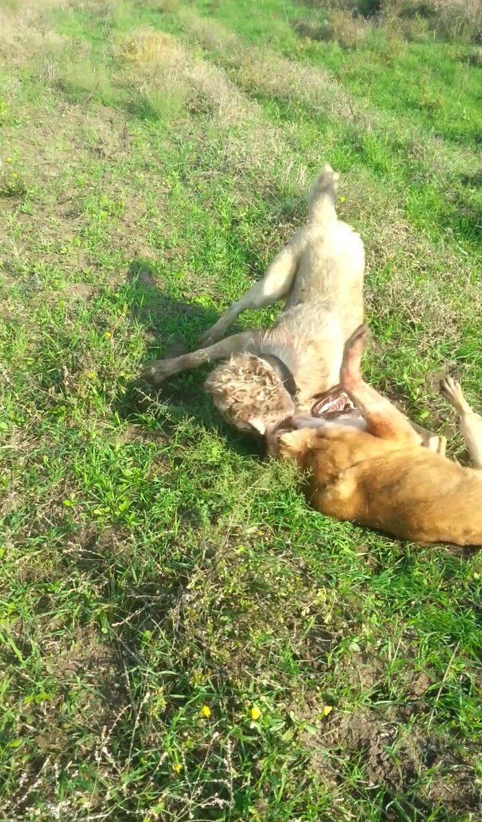 10 ayliq temiz coban iti balasi 69 sm boyu 35 kg ceksi fikri cidi olan