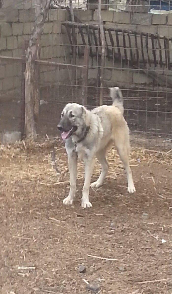 10 ayliq temiz coban iti balasi 69 sm boyu 35 kg ceksi fikri cidi olan