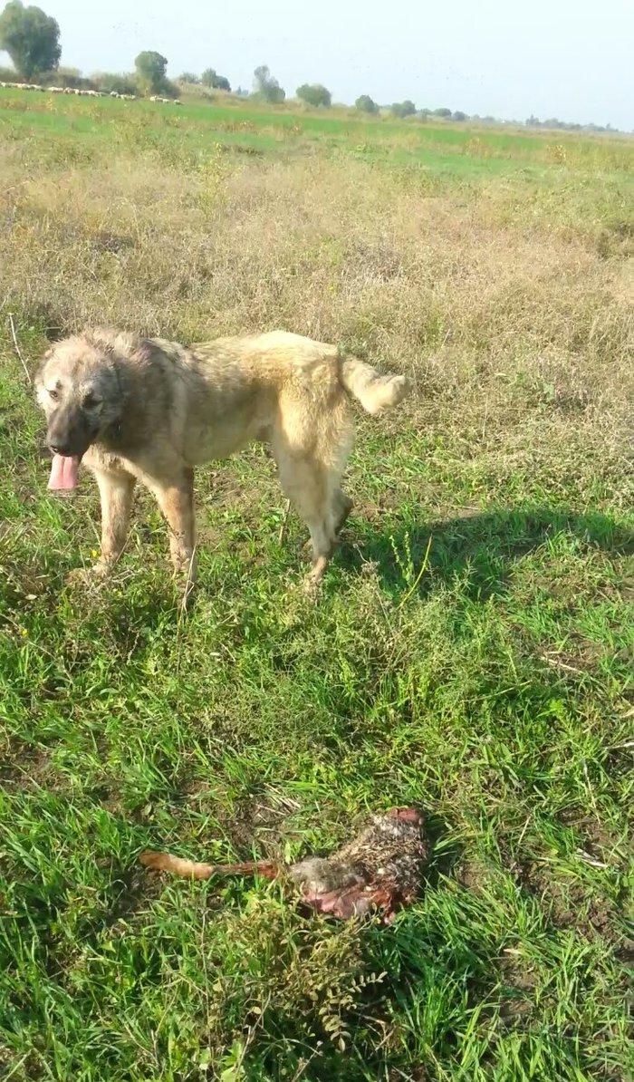 10 ayliq temiz coban iti balasi 69 sm boyu 35 kg ceksi fikri cidi olan