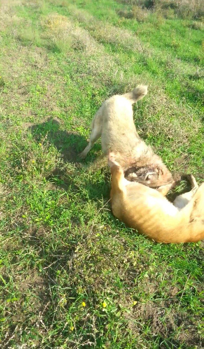 10 ayliq temiz coban iti balasi 69 sm boyu 35 kg ceksi fikri cidi olan