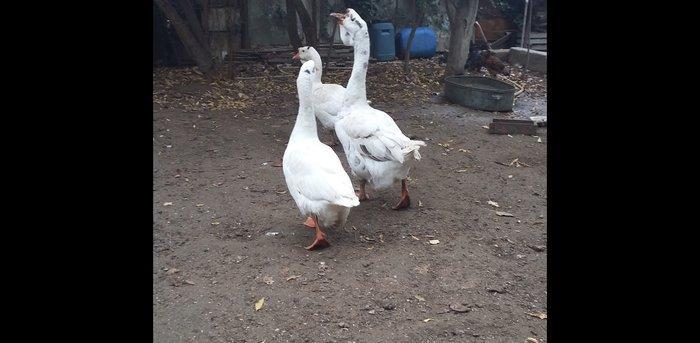 Xalmaqor qazı 3 dənə bir yerdə satılır 1 erkək 2 fərə 1