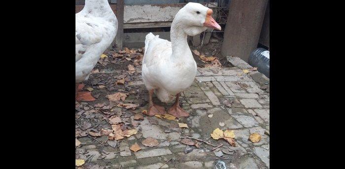 Xalmaqor qazı 3 dənə bir yerdə satılır 1 erkək 2 fərə 1