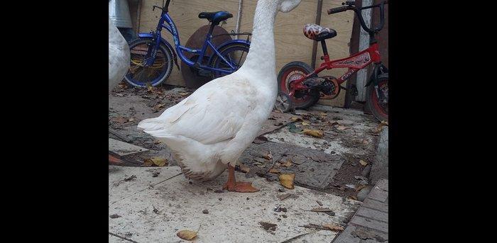 Xalmaqor qazı 3 dənə bir yerdə satılır 1 erkək 2 fərə 1