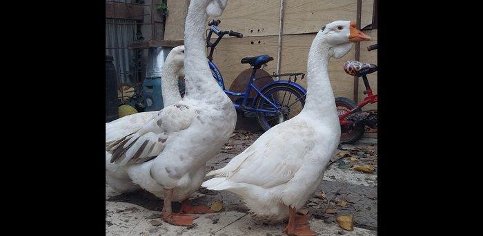 Xalmaqor qazı 3 dənə bir yerdə satılır 1 erkək 2 fərə 1