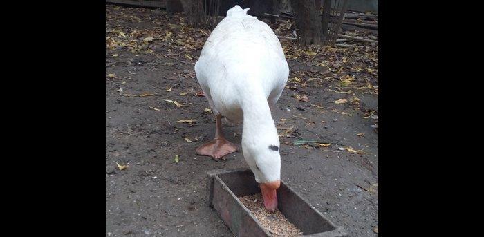 Xalmaqor qazı 3 dənə bir yerdə satılır 1 erkək 2 fərə 1