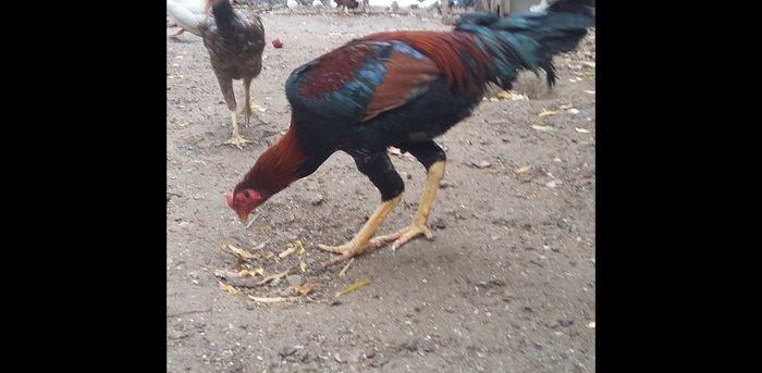 Heratı xoruz 7 aylıqdı təmiz qandı çox isulludu meydan üçündü