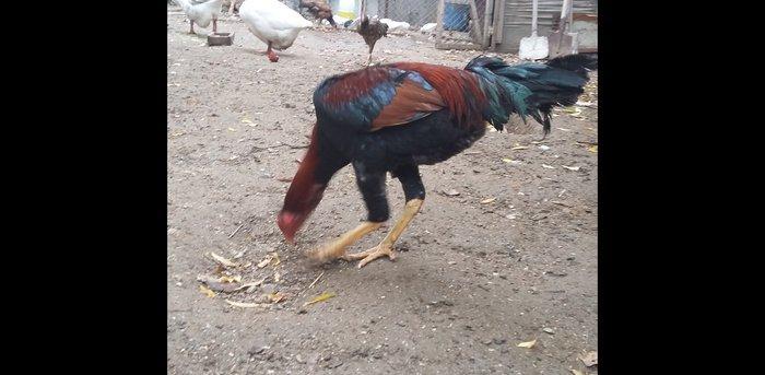 Heratı xoruz 7 aylıqdı təmiz qandı çox isulludu meydan üçündü