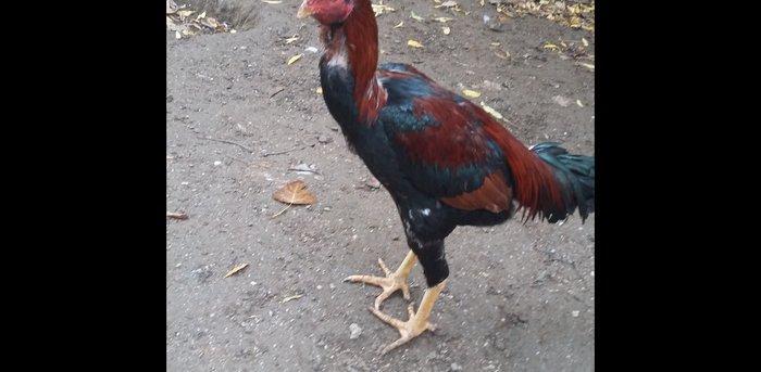 Heratı xoruz 7 aylıqdı təmiz qandı çox isulludu meydan üçündü