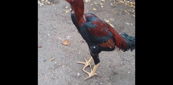 Heratı xoruz 7 aylıqdı təmiz qandı çox isulludu meydan üçündü