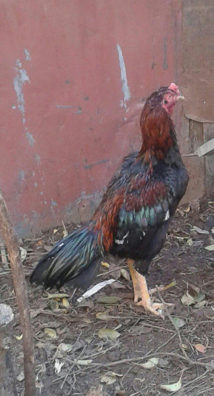 heyrati satilir 40 azna xesteliyi zadi yoxdu damazligdi bir gozu yoxdu