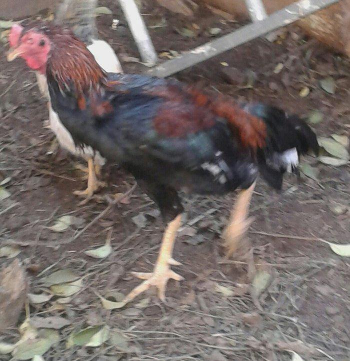 heyrati satilir 40 azna xesteliyi zadi yoxdu damazligdi bir gozu yoxdu