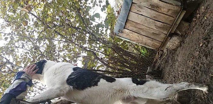 8 aylix kucukdu . Dava gormeyib. 8 ayliqna kimi hele dava gormeyib.Ey